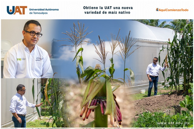Obtiene la UAT una nueva variedad de maíz nativo