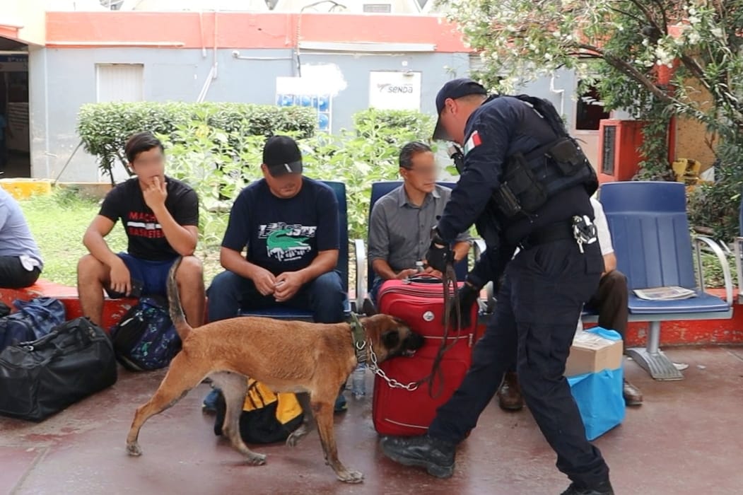 Binomios caninos de la Guardia Estatal mantienen vigilancia en Central de Autobuses